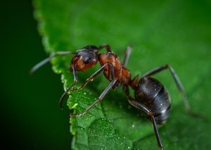 Afbeelding Mieren in de tuin